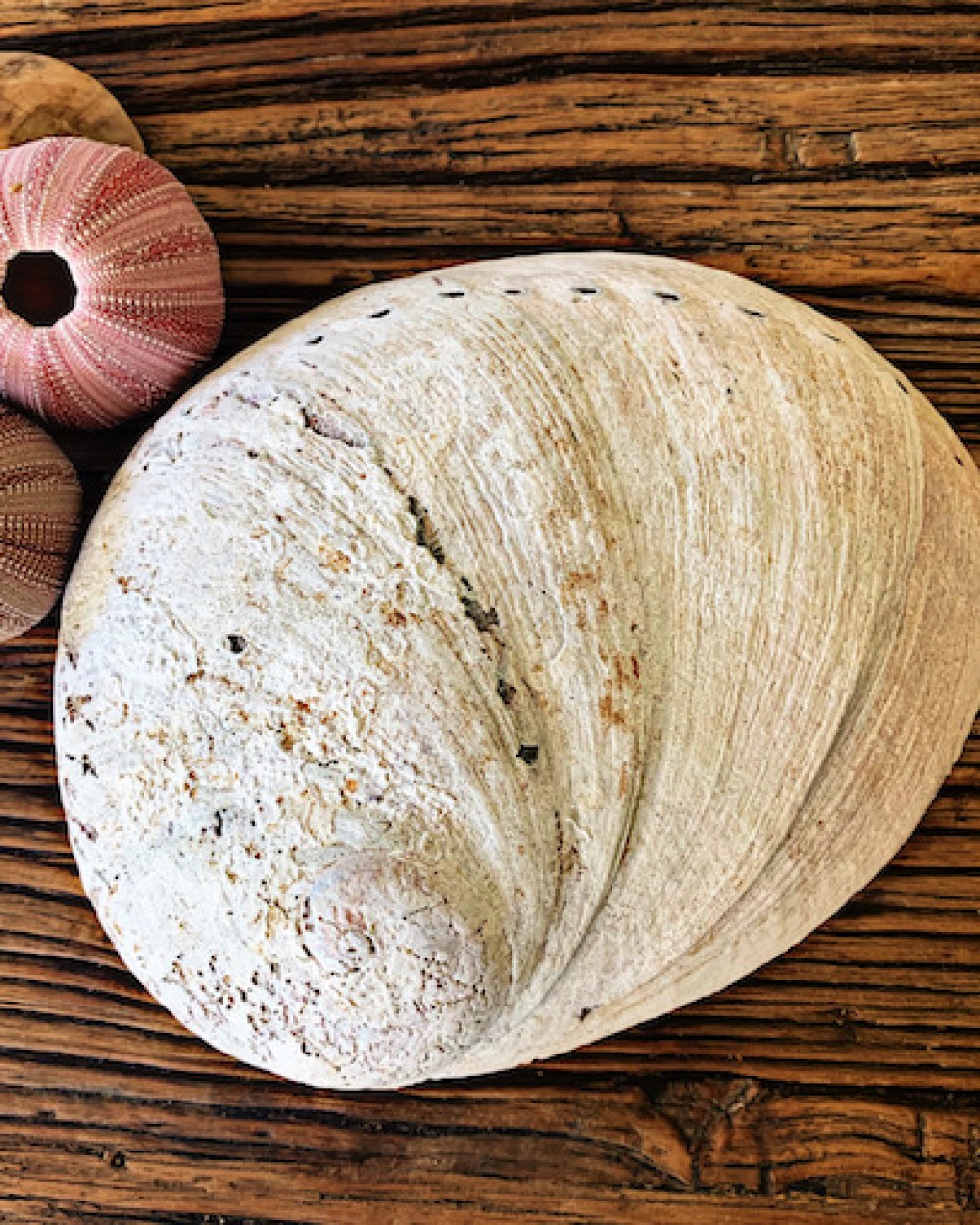 Raw Abalone Shells Wholesale Australia
