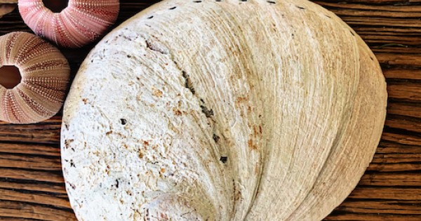 Raw Abalone Shells Wholesale Australia