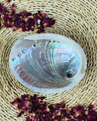 Raw Natural Abalone Shell Small
