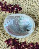 Raw Natural Abalone Shell Small