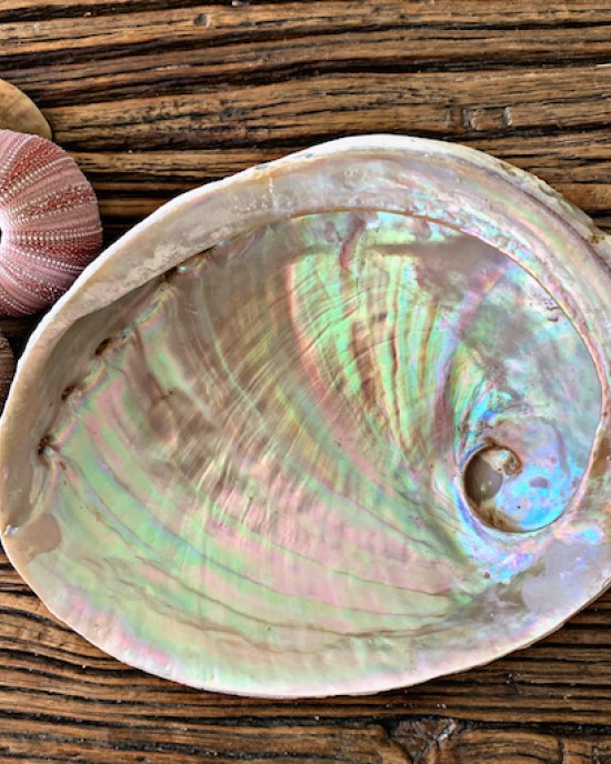 Raw Natural Abalone Shell XL