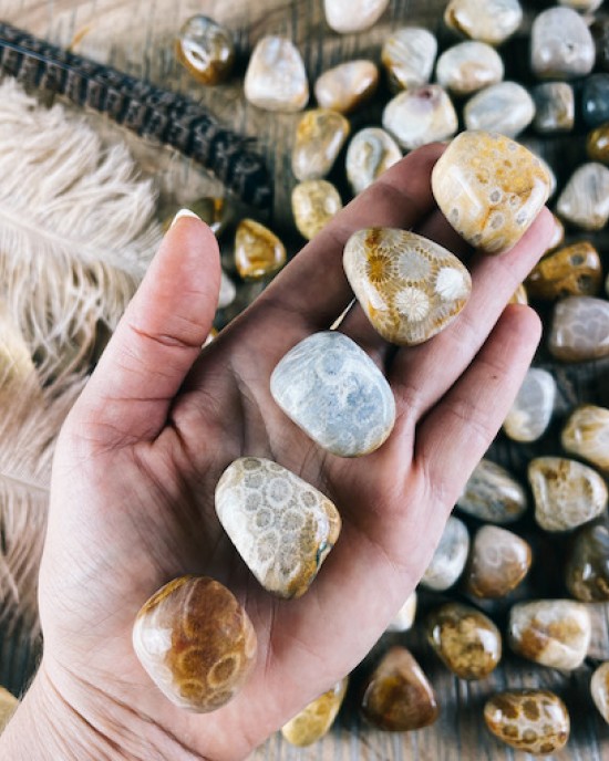 Tumbled Stones A Grade 100gms- (Petrified Coral)