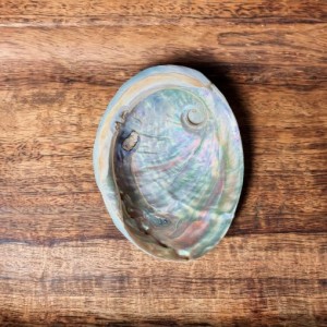 SECONDS- Mini Abalone Shell