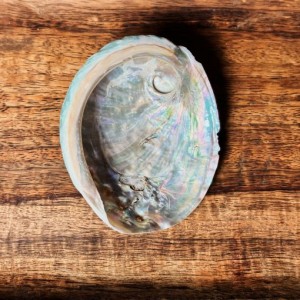 SECONDS- Mini Abalone Shell