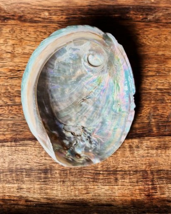 SECONDS- Mini Abalone Shell