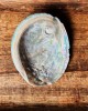 SECONDS- Mini Abalone Shell