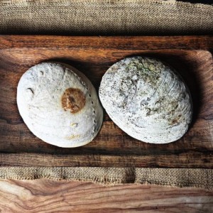 SECONDS- Raw Natural Abalone Shell XL