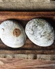 SECONDS- Raw Natural Abalone Shell XL