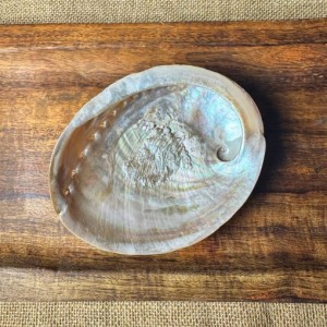SECONDS- Raw Natural Abalone Shell XL
