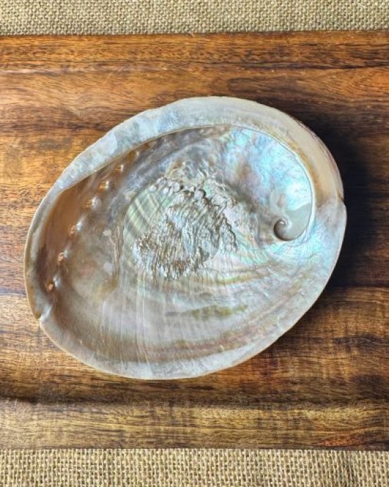 SECONDS- Raw Natural Abalone Shell XL