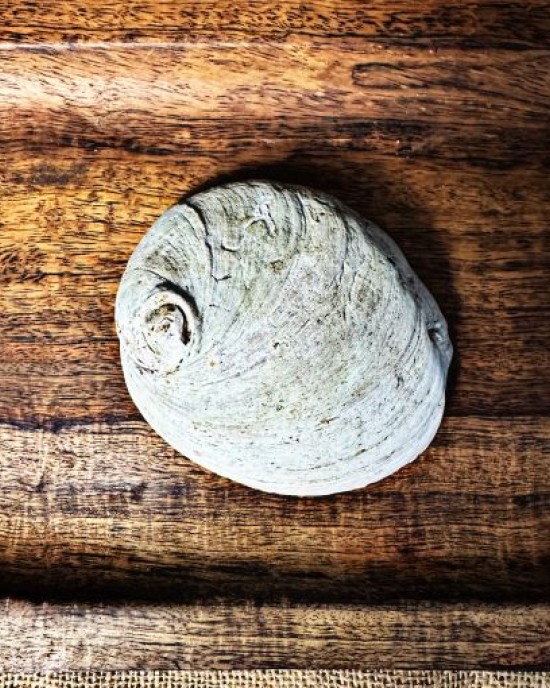 SECONDS- Raw Natural Abalone Shell Small