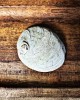 SECONDS- Raw Natural Abalone Shell Small