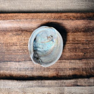 SECONDS- Raw Natural Abalone Shell Small